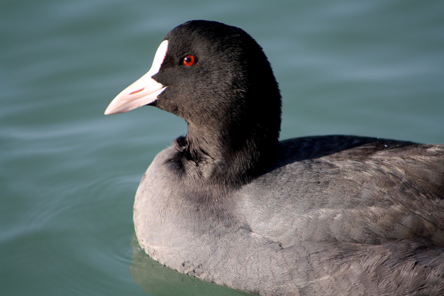 Sakarmeke » Eurasian Coot » Fulica atra