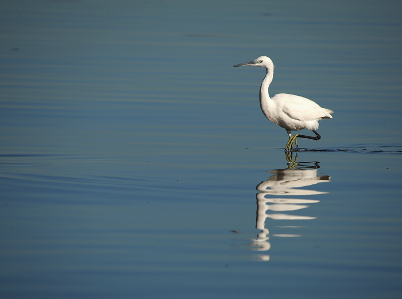 Küçük ak balıkçıl » Little Egret » Egretta garzetta