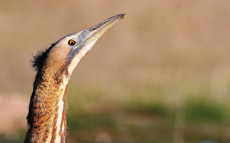 Balaban » Eurasian Bittern » Botaurus stellaris