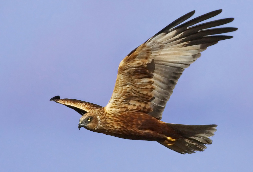 Saz delicesi » Western Marsh Harrier » Circus aeruginosus