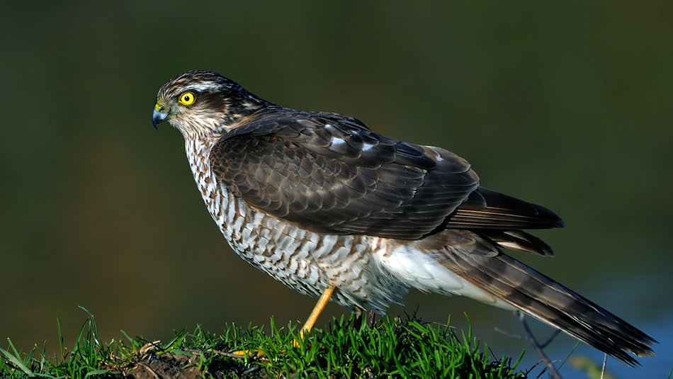 Atmaca » Eurasian Sparrowhawk » Accipiter nisus