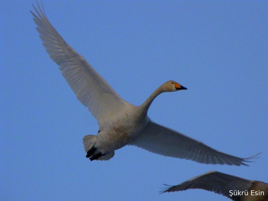 Ötücü kuğu » Whooper Swan » Cygnus cygnus