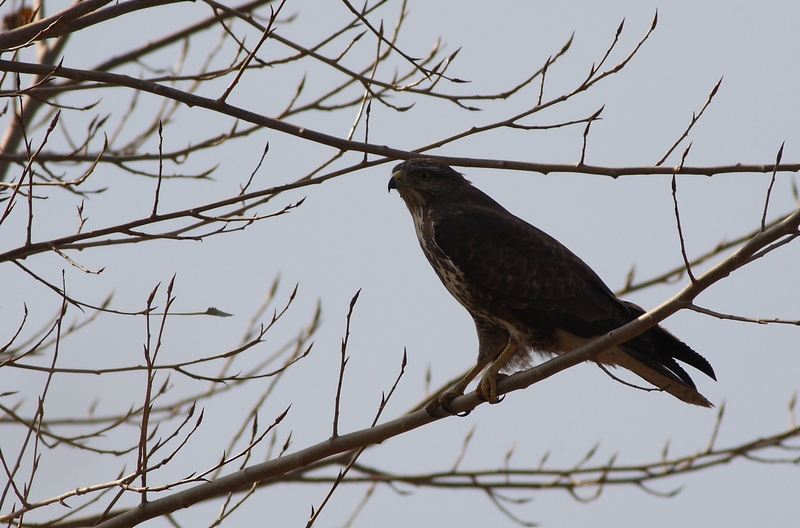 Şahin » Common Buzzard » Buteo buteo