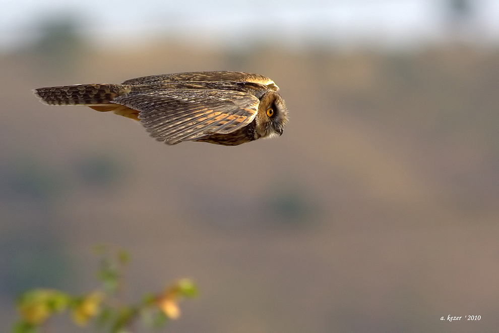 Kulaklı orman baykuşu » Long-eared Owl » Asio otus