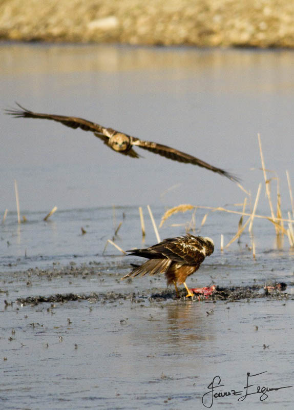 Saz delicesi » Western Marsh Harrier » Circus aeruginosus