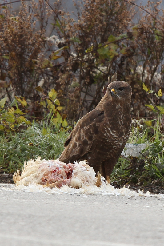 Şahin » Common Buzzard » Buteo buteo