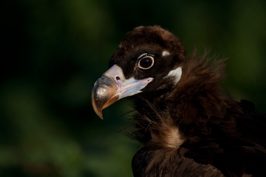 Kara akbaba » Cinereous Vulture » Aegypius monachus