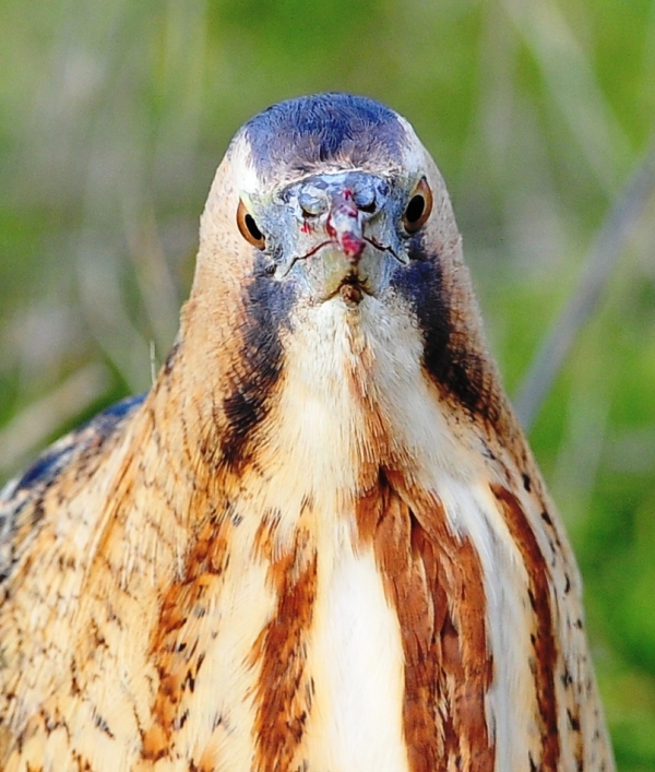 Balaban » Eurasian Bittern » Botaurus stellaris