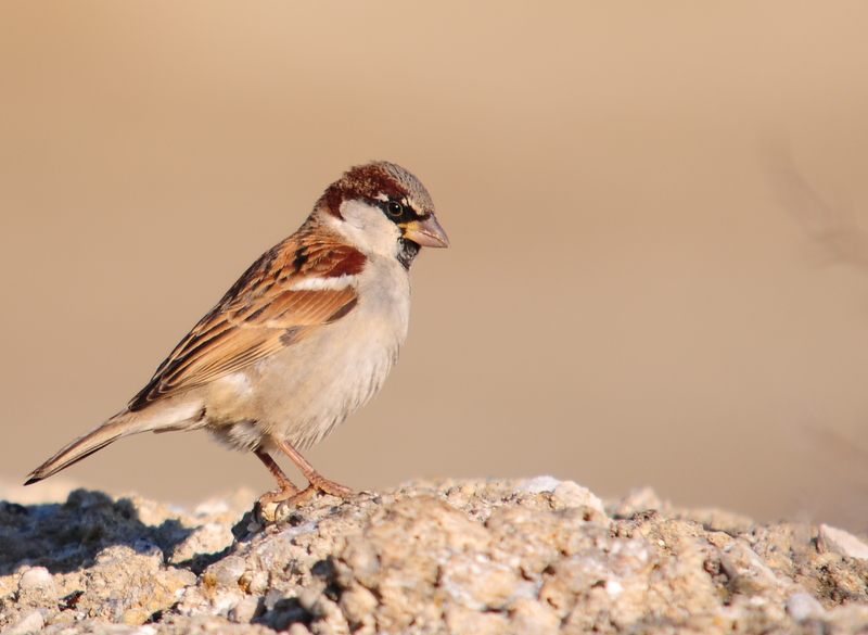 Serçe » House Sparrow » Passer domesticus