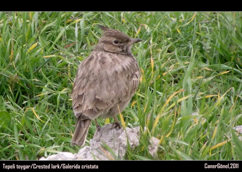 Tepeli toygar » Crested Lark » Galerida cristata