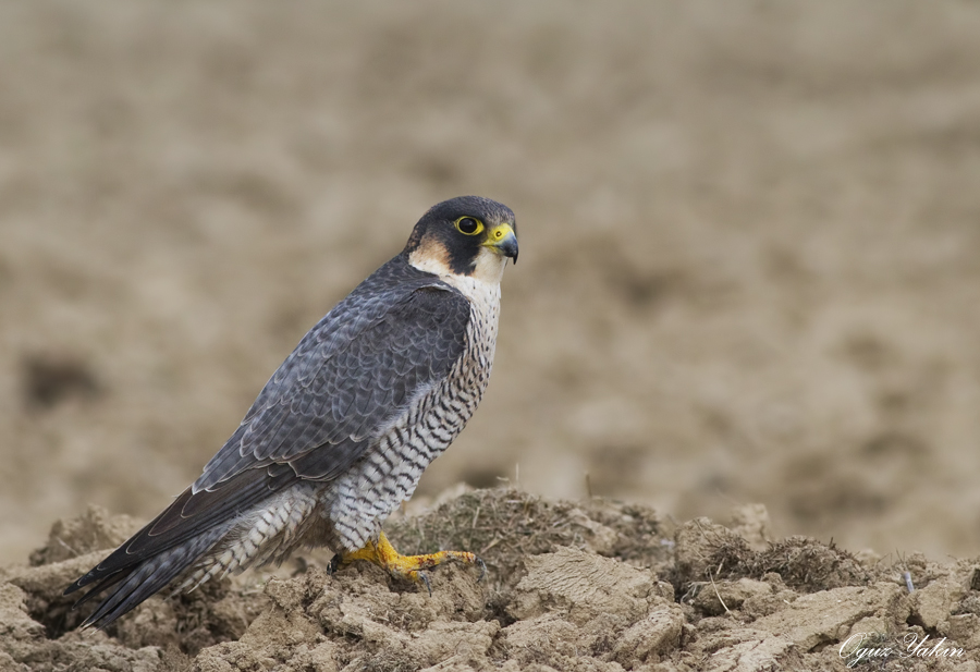 Gök doğan » Peregrine Falcon » Falco peregrinus
