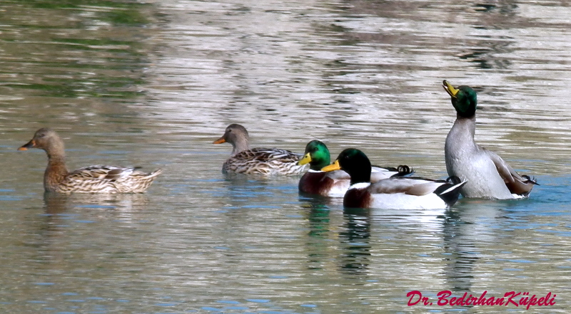 Yeşilbaş » Mallard » Anas platyrhynchos