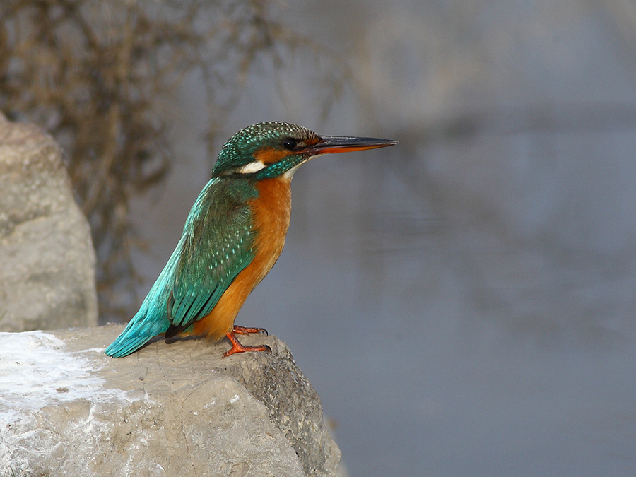 Yalıçapkını » Common Kingfisher » Alcedo atthis