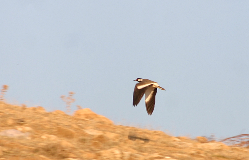 Büyük kızkuşu » Red-wattled Lapwing » Vanellus indicus