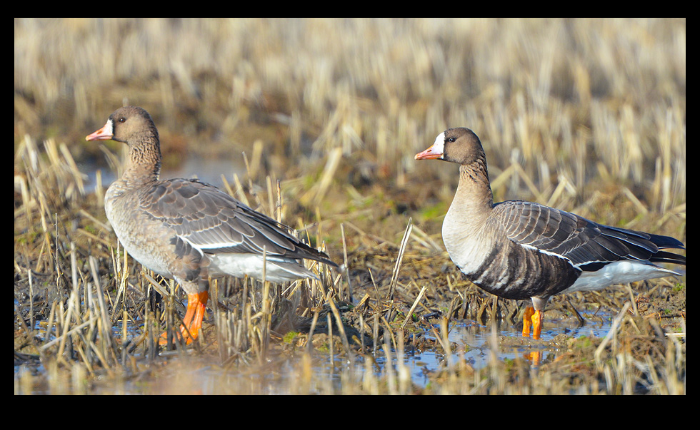 Sakarca » Greater White-fronted Goose » Anser albifrons