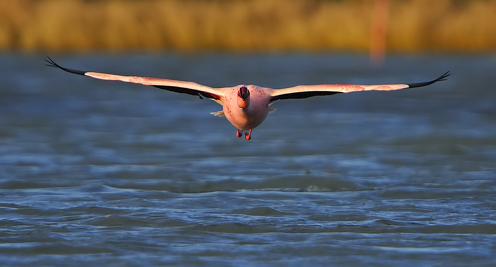 Küçük flamingo » Lesser Flamingo » Phoeniconaias minor