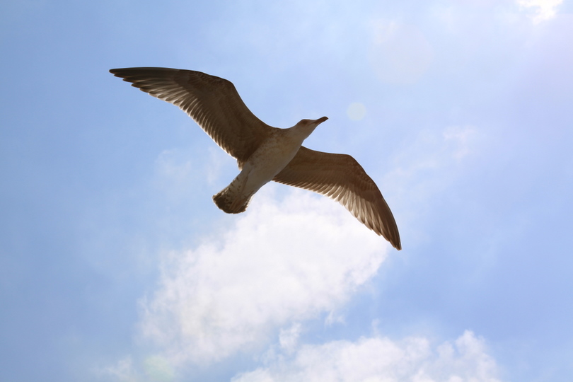 Gümüş martı » Yellow-legged Gull » Larus michahellis