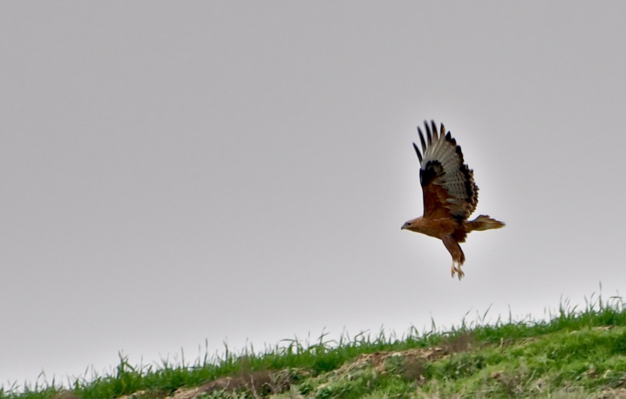 Kızıl şahin » Long-legged Buzzard » Buteo rufinus