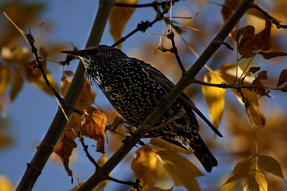 Sığırcık » Common Starling » Sturnus vulgaris