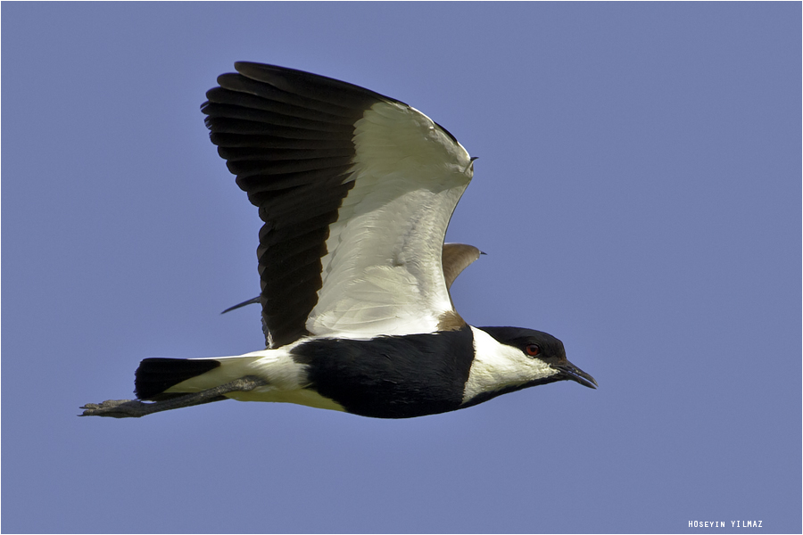 Mahmuzlu kızkuşu » Spur-winged Lapwing » Vanellus spinosus