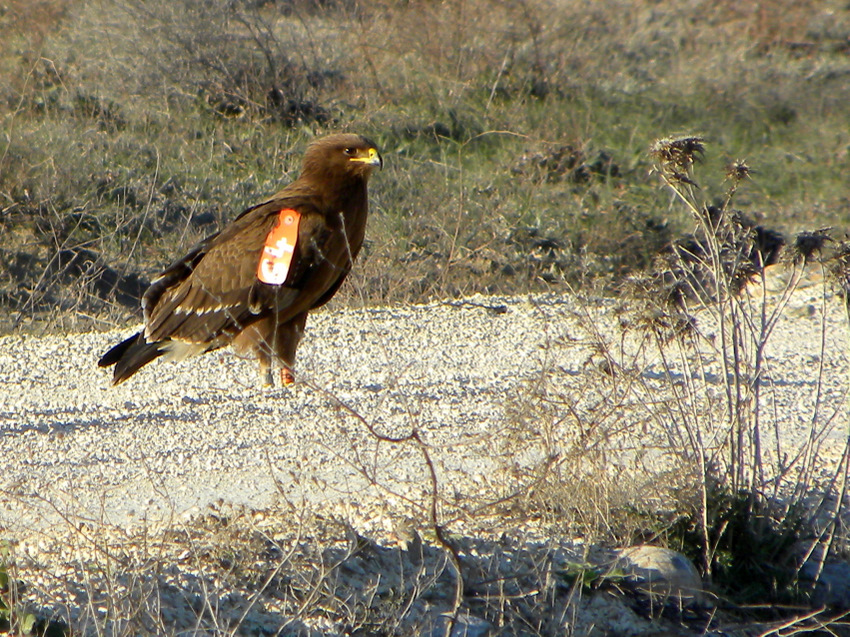 Küçük orman kartalı » Lesser Spotted Eagle » Clanga pomarina