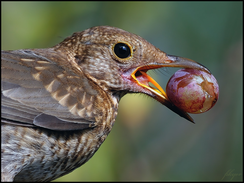 Karatavuk » Common Blackbird » Turdus merula