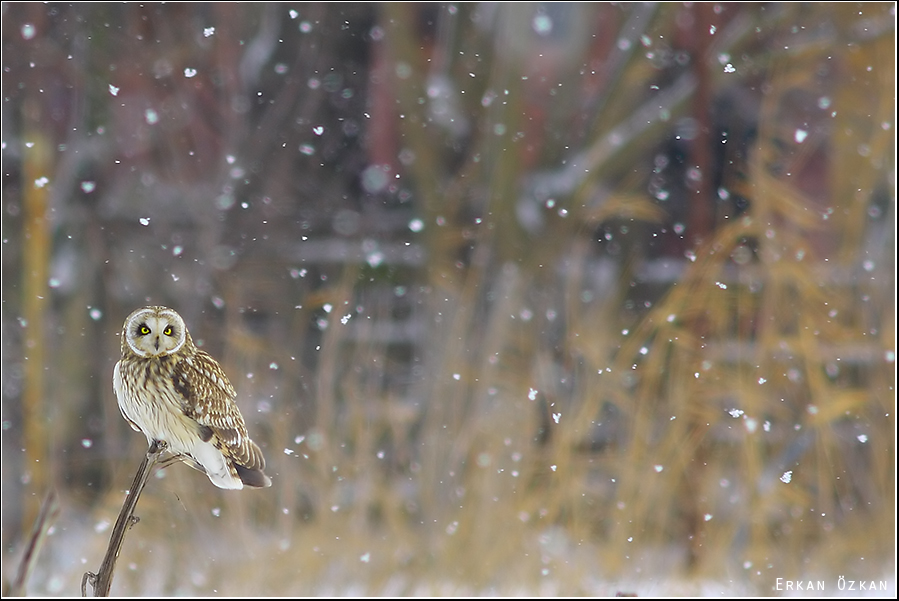 Kır baykuşu » Short-eared Owl » Asio flammeus
