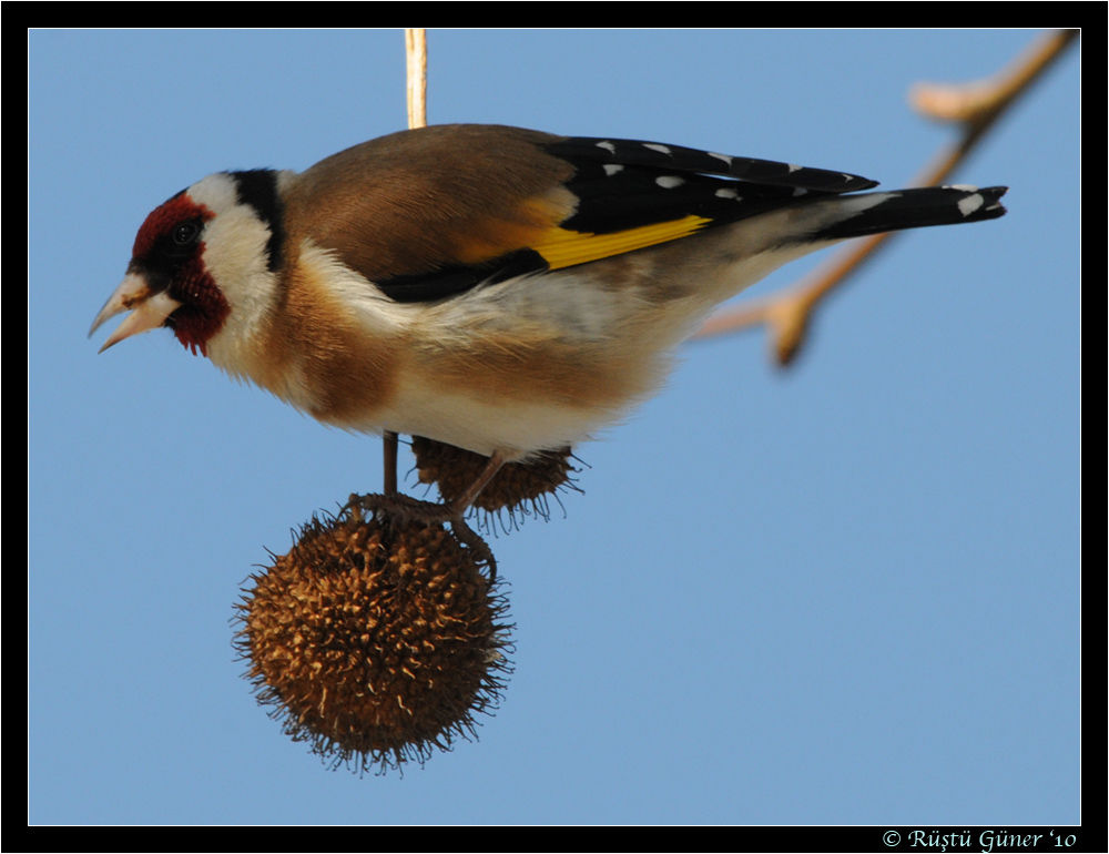 Saka » European Goldfinch » Carduelis carduelis