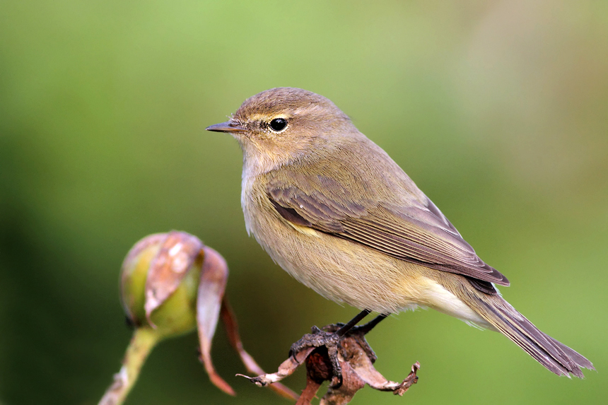 Çıvgın » Common Chiffchaff » Phylloscopus collybita