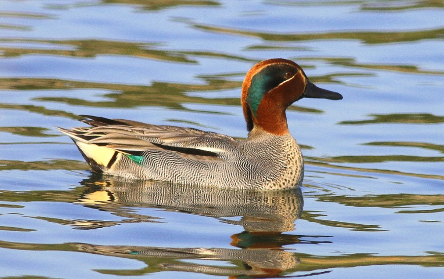 Çamurcun » Eurasian Teal » Anas crecca