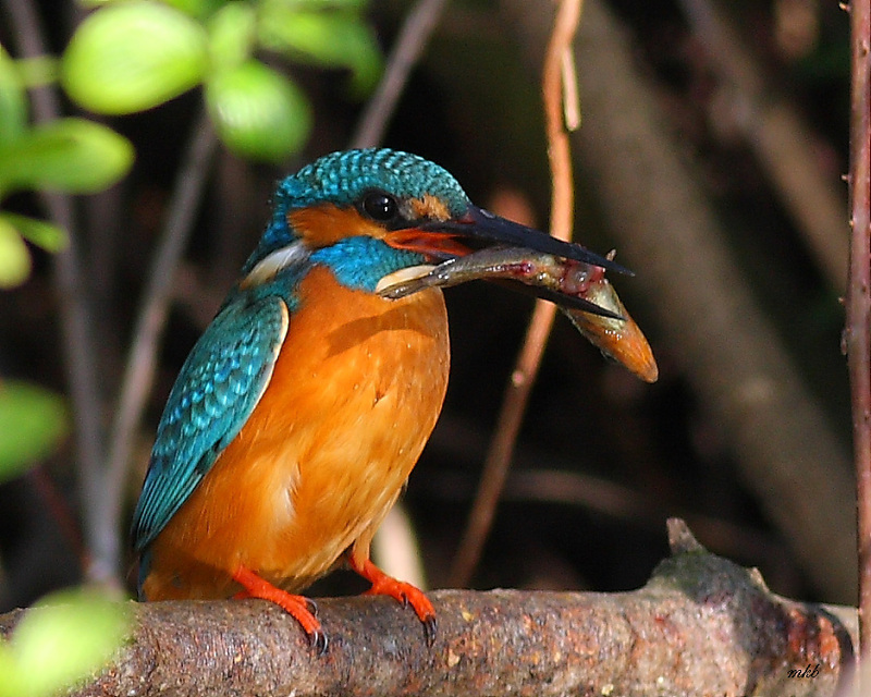 Yalıçapkını » Common Kingfisher » Alcedo atthis