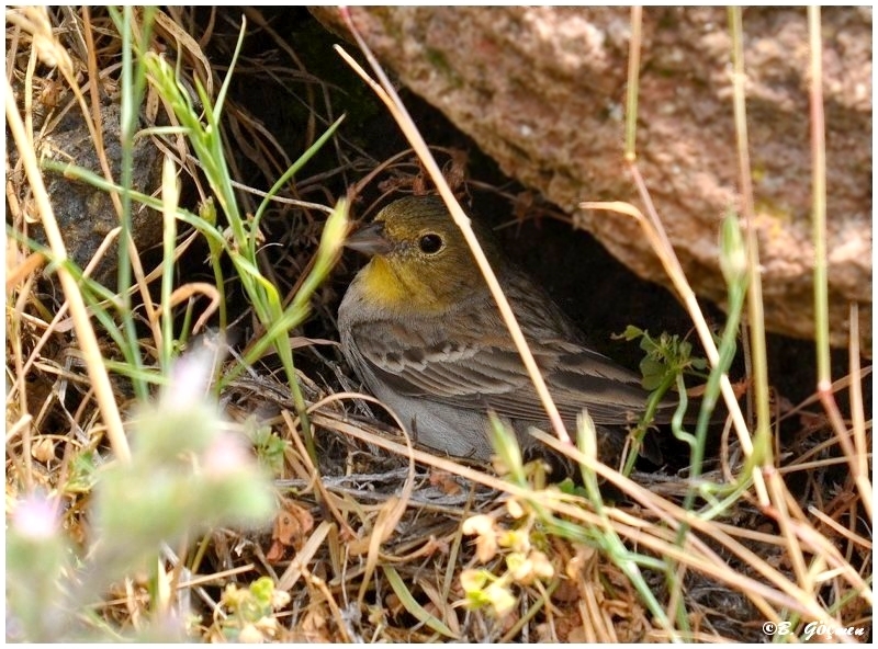 Boz kirazkuşu » Cinereous Bunting » Emberiza cineracea