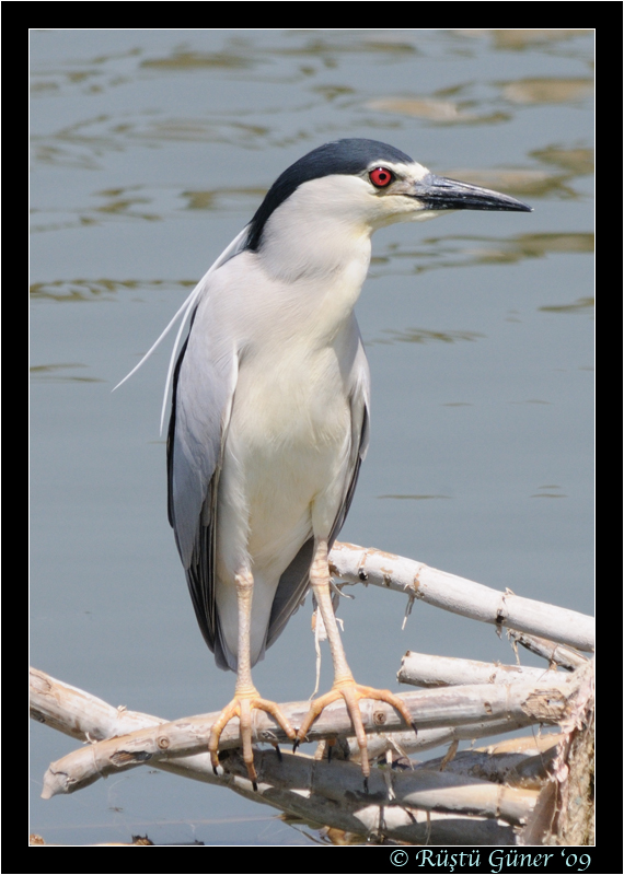 Gece balıkçılı » Black-crowned Night Heron » Nycticorax nycticorax