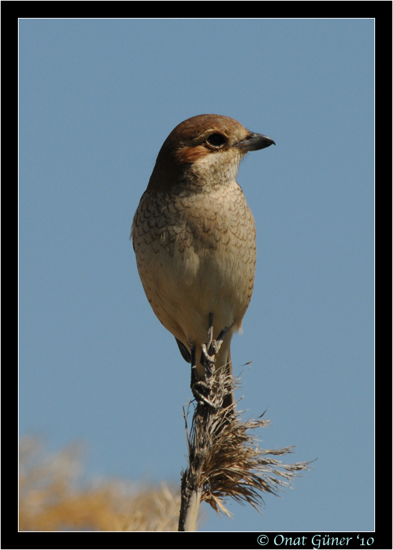 Kızılsırtlı örümcekkuşu » Red-backed Shrike » Lanius collurio