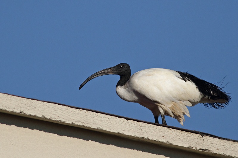 Kutsal aynak » African Sacred Ibis » Threskiornis aethiopicus