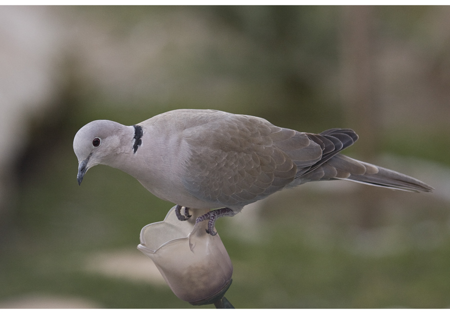 Kumru » Eurasian Collared Dove » Streptopelia decaocto
