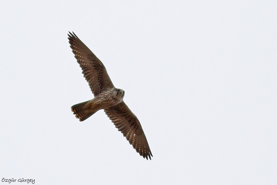 Bıyıklı doğan » Lanner Falcon » Falco biarmicus