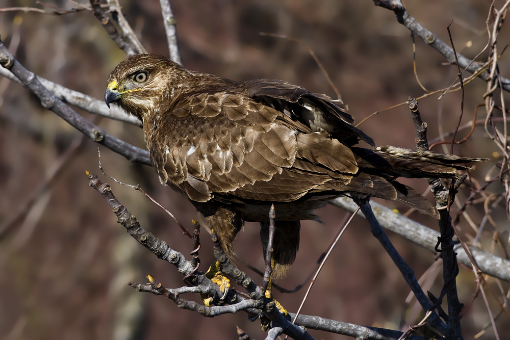 Şahin » Common Buzzard » Buteo buteo