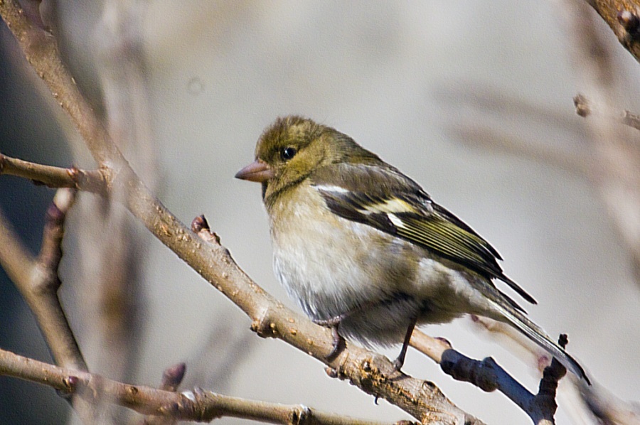 İspinoz » Common Chaffinch » Fringilla coelebs