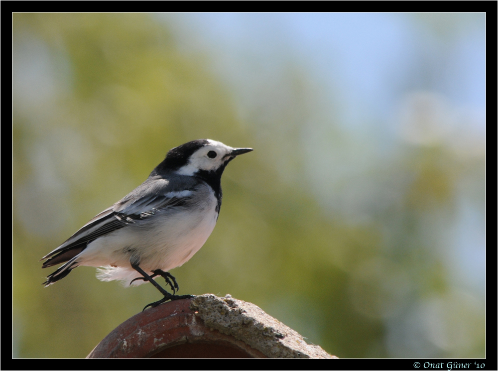 Ak kuyruksallayan » White Wagtail » Motacilla alba