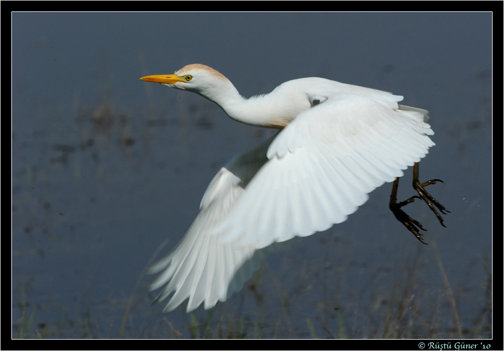 Sığır balıkçılı » Western Cattle Egret » Ardea ibis