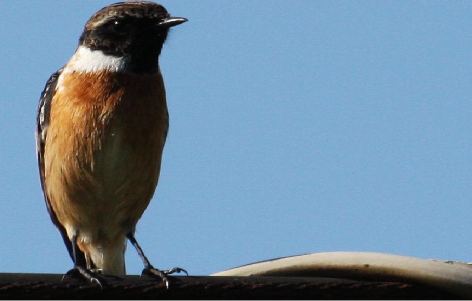 Taşkuşu » European Stonechat » Saxicola rubicola
