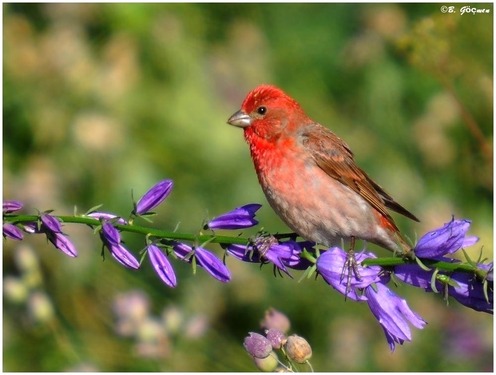 Çütre » Common Rosefinch » Carpodacus erythrinus