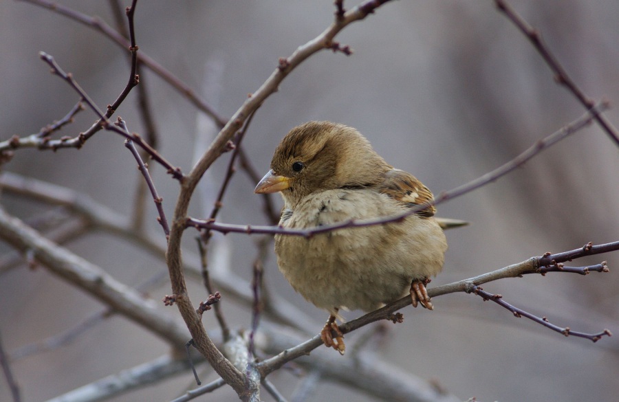 Serçe » House Sparrow » Passer domesticus