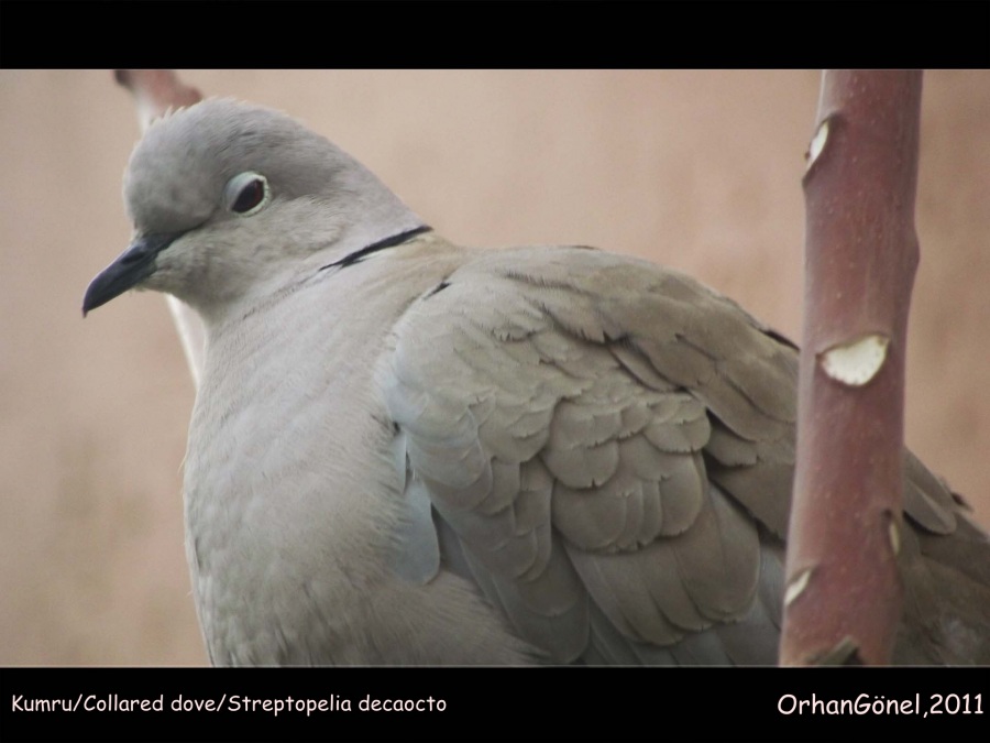 Kumru » Eurasian Collared Dove » Streptopelia decaocto