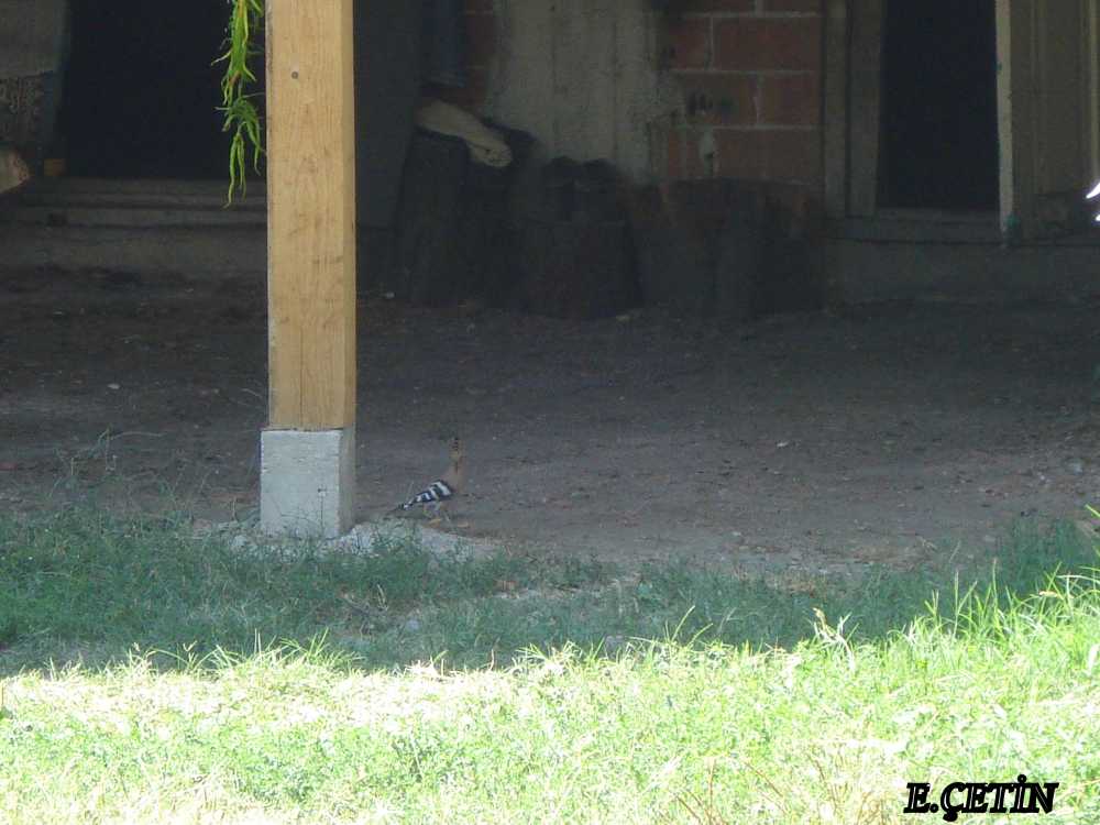 İbibik » Eurasian Hoopoe » Upupa epops