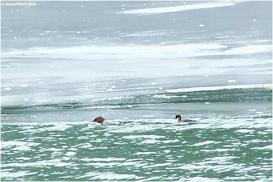 Büyük tarakdiş » Common Merganser » Mergus merganser