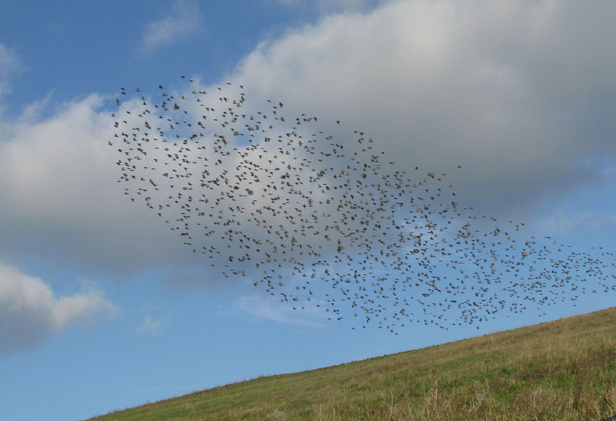 Sığırcık » Common Starling » Sturnus vulgaris