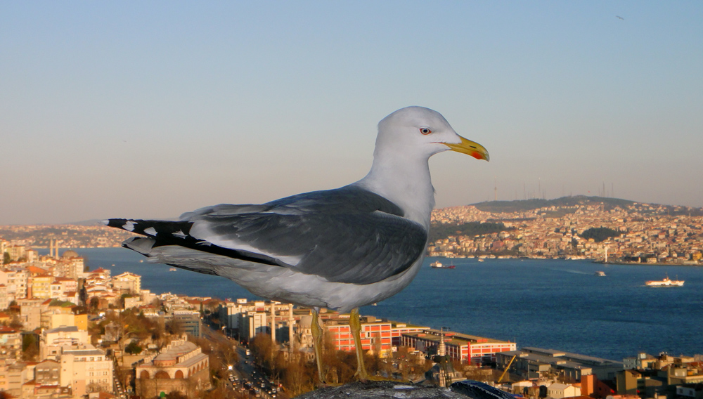 Gümüş martı » Yellow-legged Gull » Larus michahellis