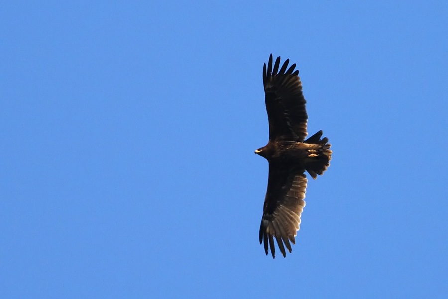 Büyük orman kartalı » Greater Spotted Eagle » Clanga clanga